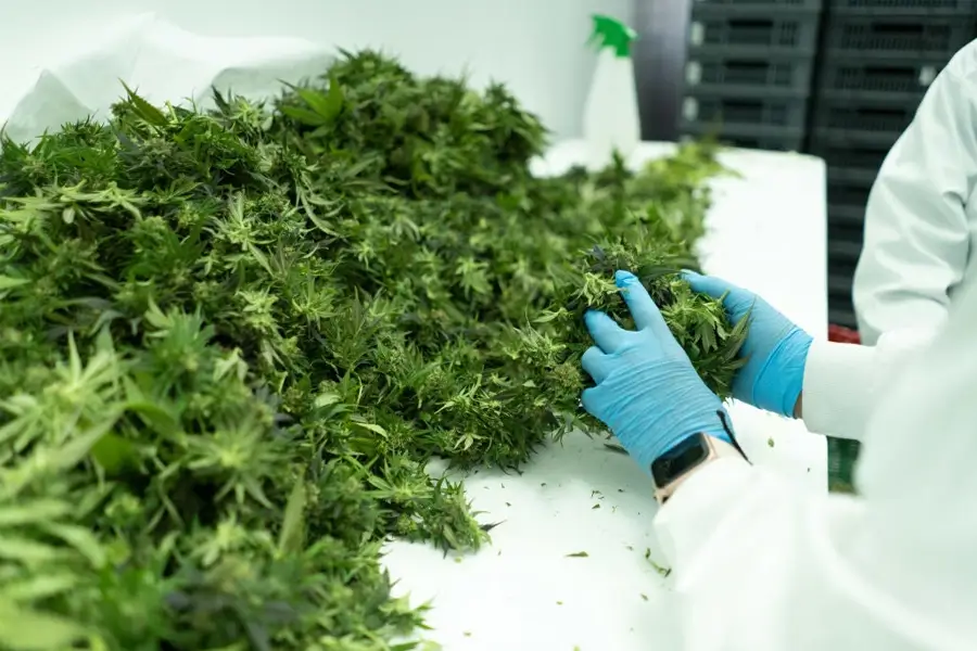 Raw Cannabis for Extraction Raw Cannabis for Extraction