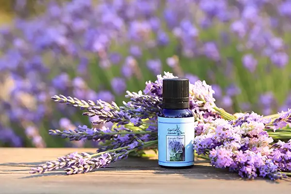 Lavender Oil Purification