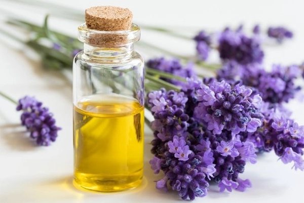 Purify Lavender Oil Like a Pro with Molecular Distillation
